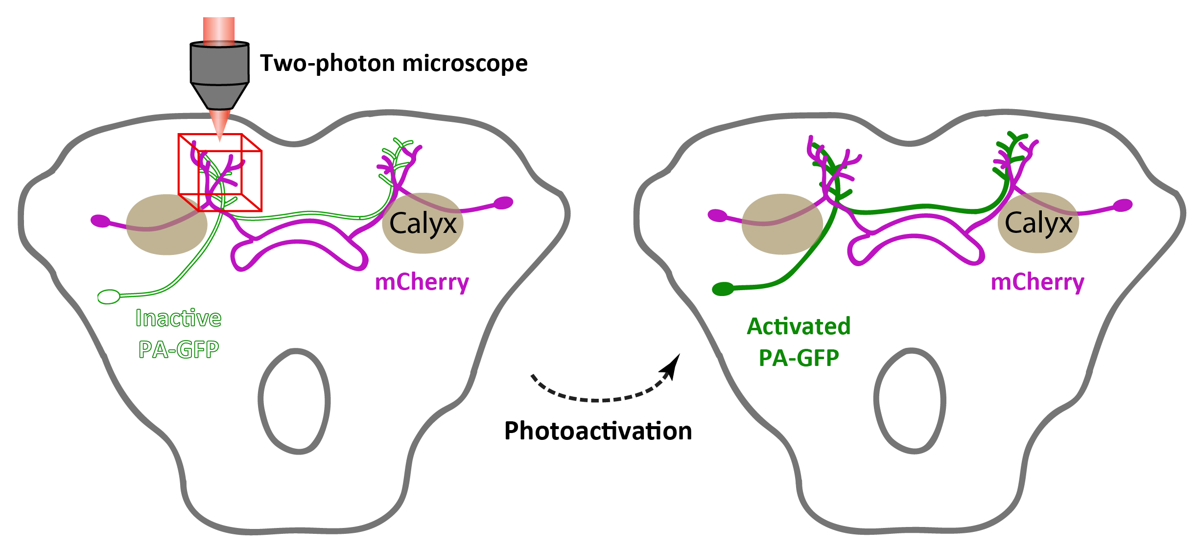 PA-GFP tracing in drosophila