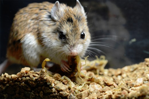 grasshopper_mouse_scorpion