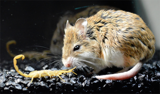 Grasshopper_mouse_scorpion