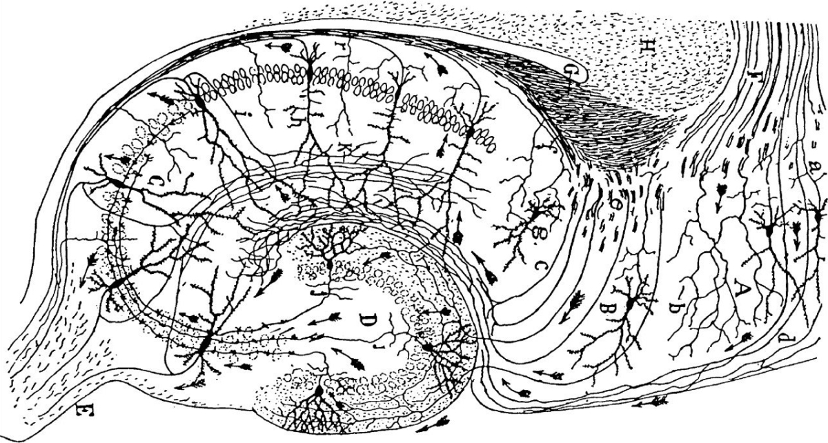 Les albors de la Neurociència (VI): segles XVIII i XIX